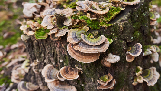 Are Turkey Tail mushrooms edible?