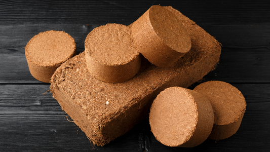 Coco Coir Substrate for Mushrooms: Let's Talk About It