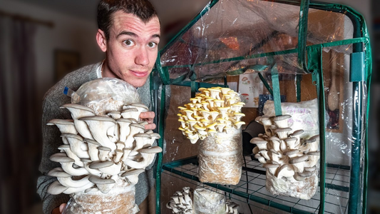 Grow Kits vs. DIY Setups: Which Is Best for Home Mushroom Cultivation?
