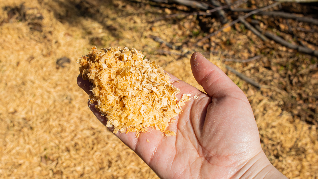 Delving into the Depths of Hardwood Sawdust for Mushroom Cultivation