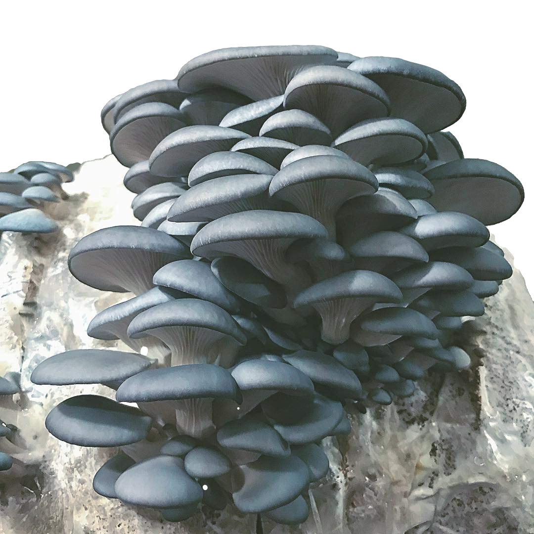 Blue Oyster Mushroom Grow Kit (5 lbs)