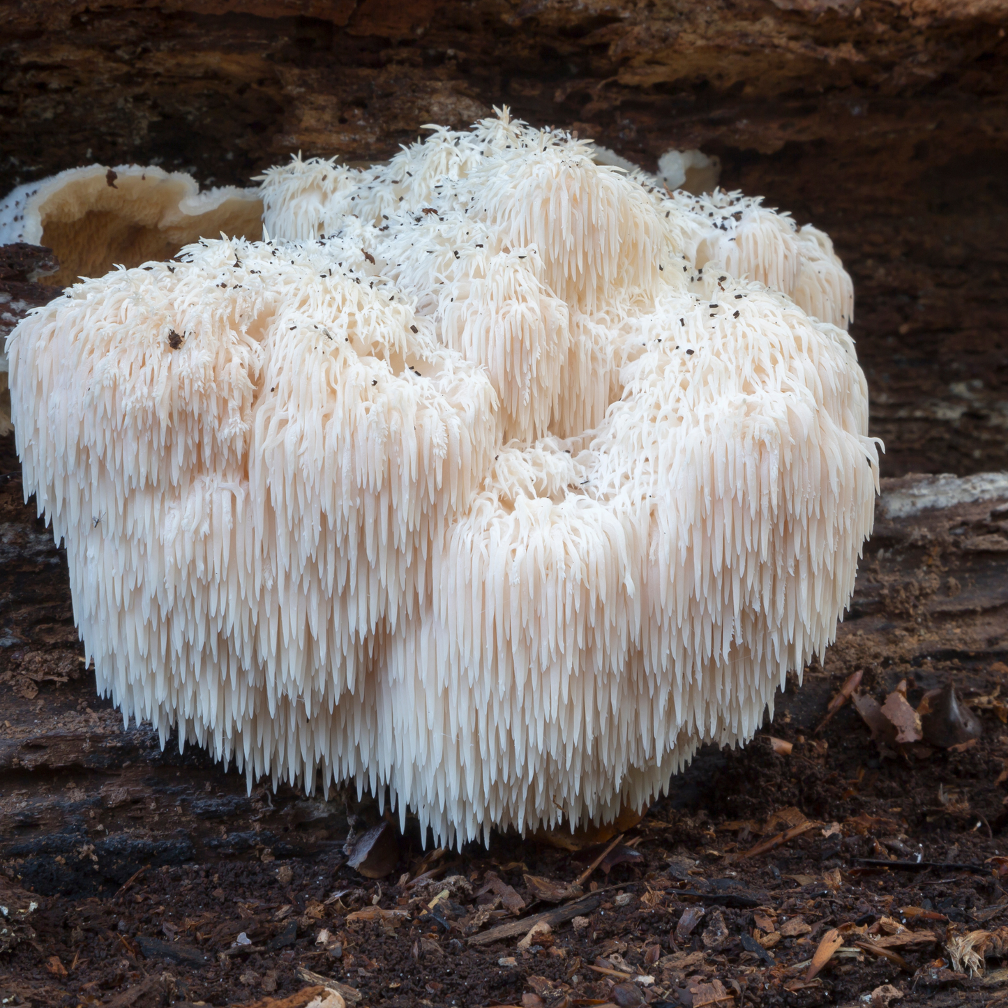 Lion's Mane Grow Kit (5 lbs)